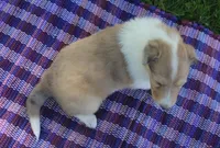 Sugar, a female Collie for sale in Shreve, OH – 6 of 7