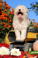Peluche 💙💙, a male Havapoo for sale in Shreve, OH – 3 of 7