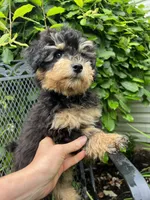 Cuddly, Playful, Snuggly and Smart!!!, a male Havapoo for sale in Shreve, OH – 6 of 10