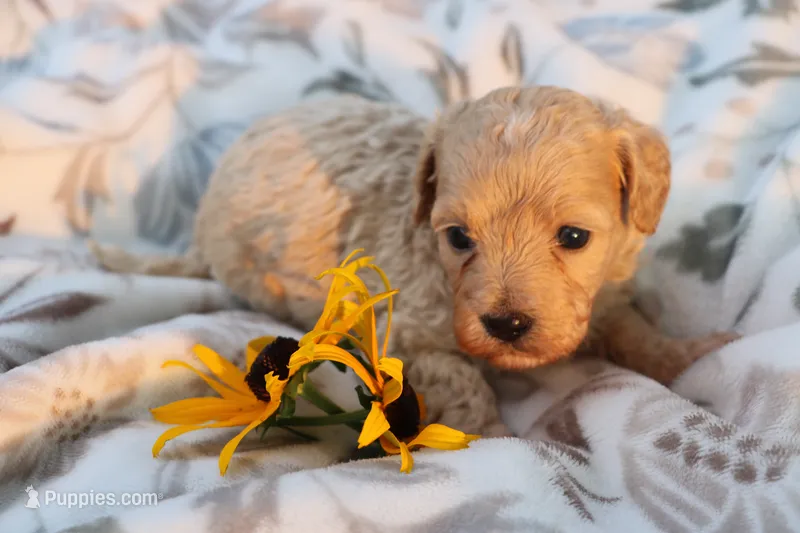 Little Buddy boy 💙💙 – Havanese, Havapoo puppy for sale in Shreve, OH