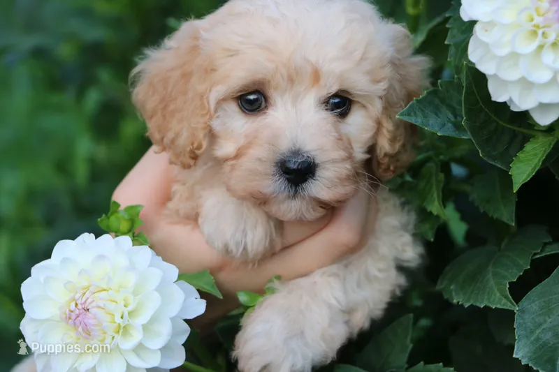 Baby - cuddly little fluffball!!!!!❤️💕 – Havapoo puppy for sale in Shreve, OH