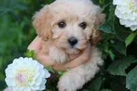 Little Sugar Baby ❤️💕, a female Havapoo for sale in Shreve, OH – 6 of 8