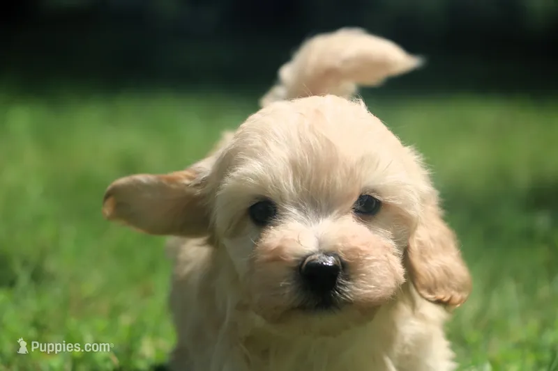 Little boy Bounce 💙💙 – Havapoo puppy for sale in Shreve, OH