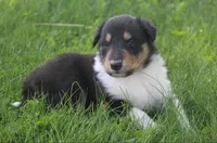 Scout, a male Collie for sale in Shreve, OH – 2 of 10