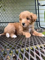 Gingerbread, a male Havanese and Havapoo for sale in Shreve, OH – 1 of 6