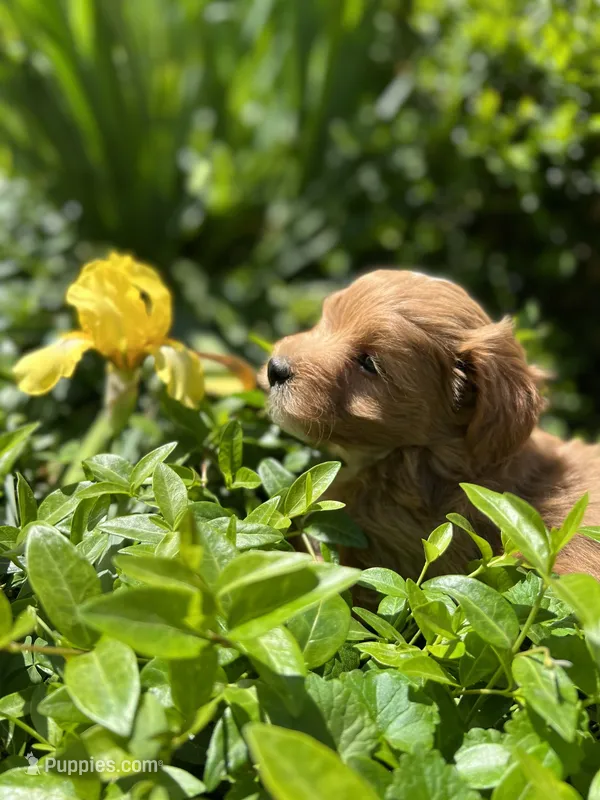 Gingerbread – Havapoo puppy for sale in Shreve, OH