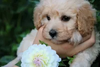 Little Sugar Baby ❤️💕, a female Havapoo for sale in Shreve, OH – 4 of 8