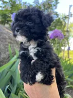 Princess, a male Havanese and Havapoo for sale in Shreve, OH – 3 of 6