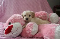 Baby Girl -Sweetie❤️💕, a female Havapoo for sale in Shreve, OH – Photo 4 of 5