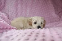 Baby Girl -Sweetie❤️💕, a female Havapoo for sale in Shreve, OH – Photo 2 of 5