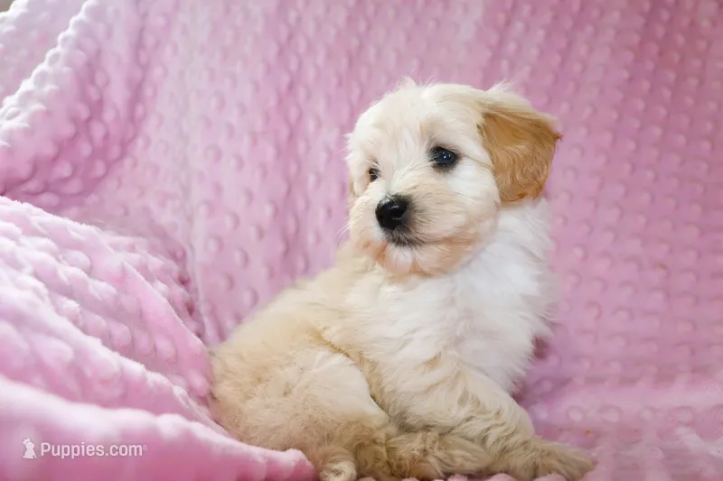 Baby Girl -Sweetie❤️💕, a female Havanese and Havapoo for sale in Shreve, OH – Photo 1 of 5