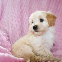 Baby Girl -Sweetie❤️💕, a female Havanese and Havapoo for sale in Shreve, OH – Photo 3 of 5
