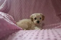 Baby Girl -Sweetie❤️💕, a female Havapoo for sale in Shreve, OH – Photo 5 of 5