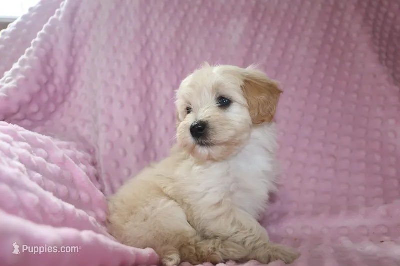 Baby Girl -Sweetie❤️💕