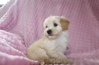 Baby Girl -Sweetie❤️💕, a female Havapoo for sale in Shreve, OH – Photo 1 of 5