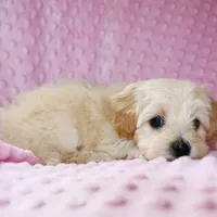 Baby Girl -Sweetie❤️💕, a female Havanese and Havapoo for sale in Shreve, OH – Photo 2 of 5