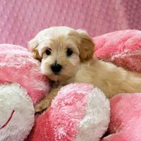 Baby Girl -Sweetie❤️💕, a female Havanese and Havapoo for sale in Shreve, OH – Photo 1 of 5