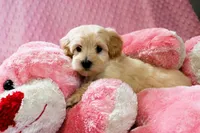 Baby Girl -Sweetie❤️💕, a female Havanese and Havapoo for sale in Shreve, OH – Photo 4 of 5