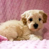 Baby Girl -Sweetie❤️💕, a female Havanese and Havapoo for sale in Shreve, OH – Photo 5 of 5