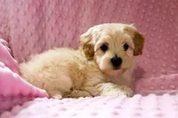 Baby Girl -Sweetie❤️💕, a female Havanese and Havapoo for sale in Shreve, OH – Photo 5 of 5