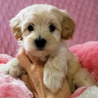 Baby Girl -Sweetie❤️💕, a female Havanese and Havapoo for sale in Shreve, OH – Photo 4 of 5