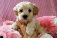 Baby Girl -Sweetie❤️💕, a female Havanese and Havapoo for sale in Shreve, OH – Photo 3 of 5
