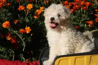 Special Little Boy 💙💙, a male Havapoo for sale in Shreve, OH – 9 of 10