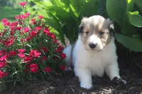 Bubbles, a male Collie for sale in Shreve, OH – 3 of 10