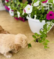 Cuddles, a female Havapoo for sale in Shreve, OH – 4 of 6
