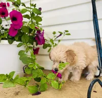 Cuddles, a female Havapoo for sale in Shreve, OH – 5 of 6