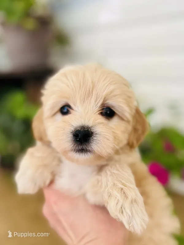 Cuddles – Havapoo puppy for sale in Shreve, OH