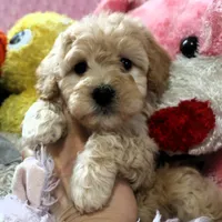 Baby Girl -Sugar 💞💗, a female Havanese and Havapoo for sale in Shreve, OH – Photo 1 of 5