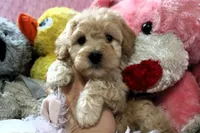 Baby Girl -Sugar 💞💗, a female Havanese and Havapoo for sale in Shreve, OH – Photo 1 of 5