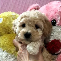 Baby Girl -Sugar 💞💗, a female Havanese and Havapoo for sale in Shreve, OH – Photo 5 of 5