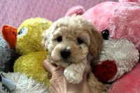 Baby Girl -Sugar 💞💗, a female Havanese and Havapoo for sale in Shreve, OH – Photo 5 of 5