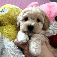 Baby Girl -Sugar 💞💗, a female Havanese and Havapoo for sale in Shreve, OH – Photo 4 of 5