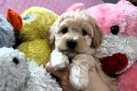 Baby Girl -Sugar 💞💗, a female Havanese and Havapoo for sale in Shreve, OH – Photo 4 of 5