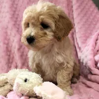 Baby Girl -Sugar 💞💗, a female Havanese and Havapoo for sale in Shreve, OH – Photo 3 of 5