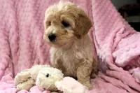 Baby Girl -Sugar 💞💗, a female Havanese and Havapoo for sale in Shreve, OH – Photo 3 of 5