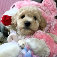 Baby Girl -Sugar 💞💗, a female Havanese and Havapoo for sale in Shreve, OH – Photo 2 of 5