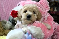 Baby Girl -Sugar 💞💗, a female Havanese and Havapoo for sale in Shreve, OH – Photo 2 of 5