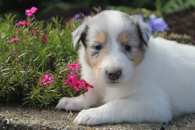 Meadow – Collie puppy for sale in Shreve, OH