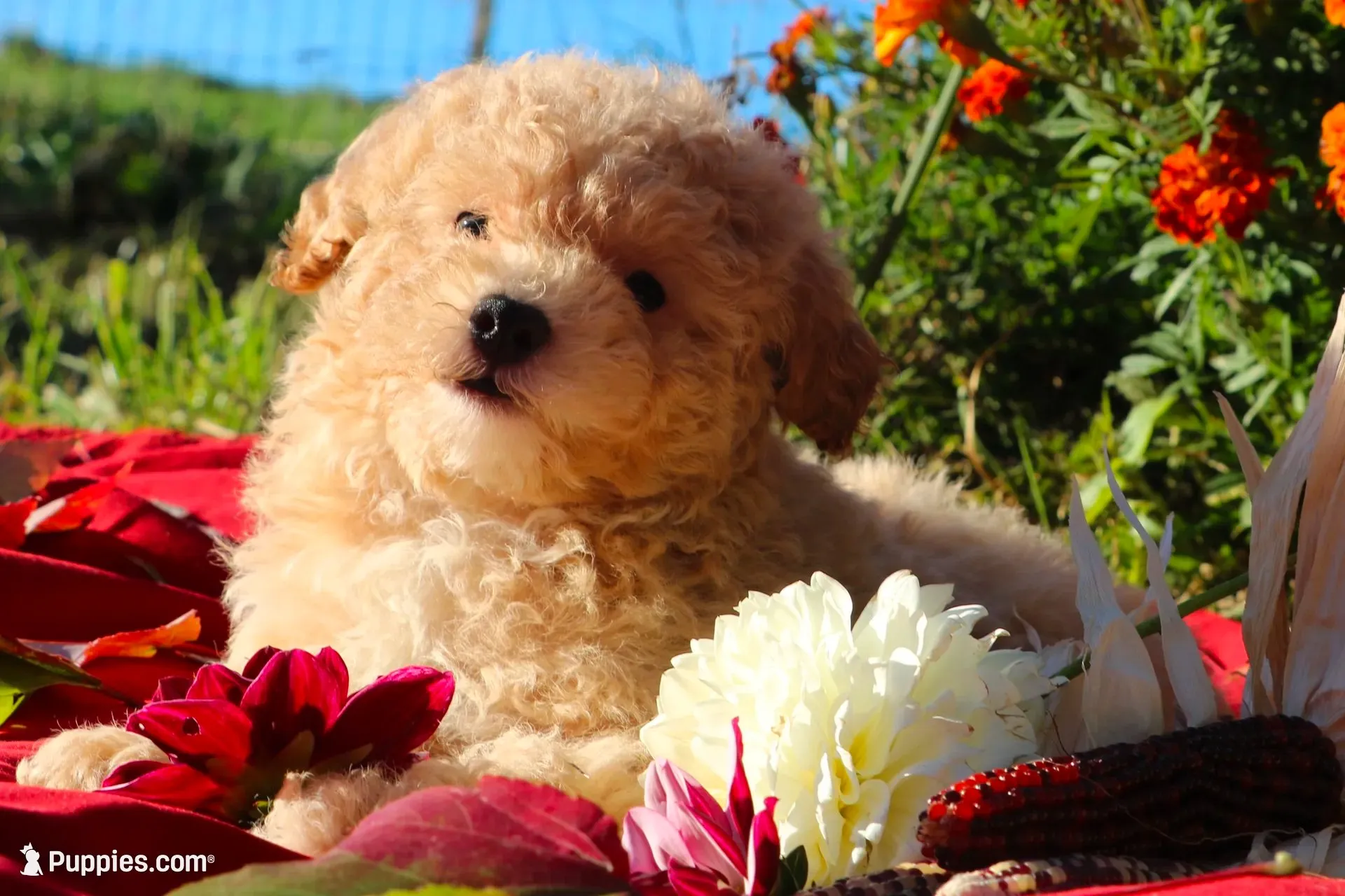 SALE!! 💞 Pepper 💗, a female Havapoo for sale in Shreve, OH – 3 of 10
