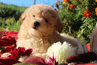 Pepper 💞💗, a female Havapoo for sale in Shreve, OH – 2 of 10