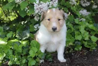 Cookie, a female Collie for sale in Shreve, OH – 4 of 8