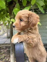 Gingerbread, a male Havanese and Havapoo for sale in Shreve, OH – 4 of 6