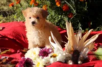 Pocket size Princess 💞💗, a female Havapoo for sale in Shreve, OH – 3 of 10