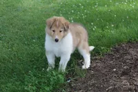 Cookie - sweet, lovable, loyal..., a female Collie for sale in Shreve, OH – 5 of 9