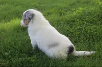 Meadow, a female Collie for sale in Shreve, OH – 6 of 7