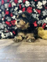 Jasper, a male Havanese and Havapoo for sale in Shreve, OH – 4 of 7